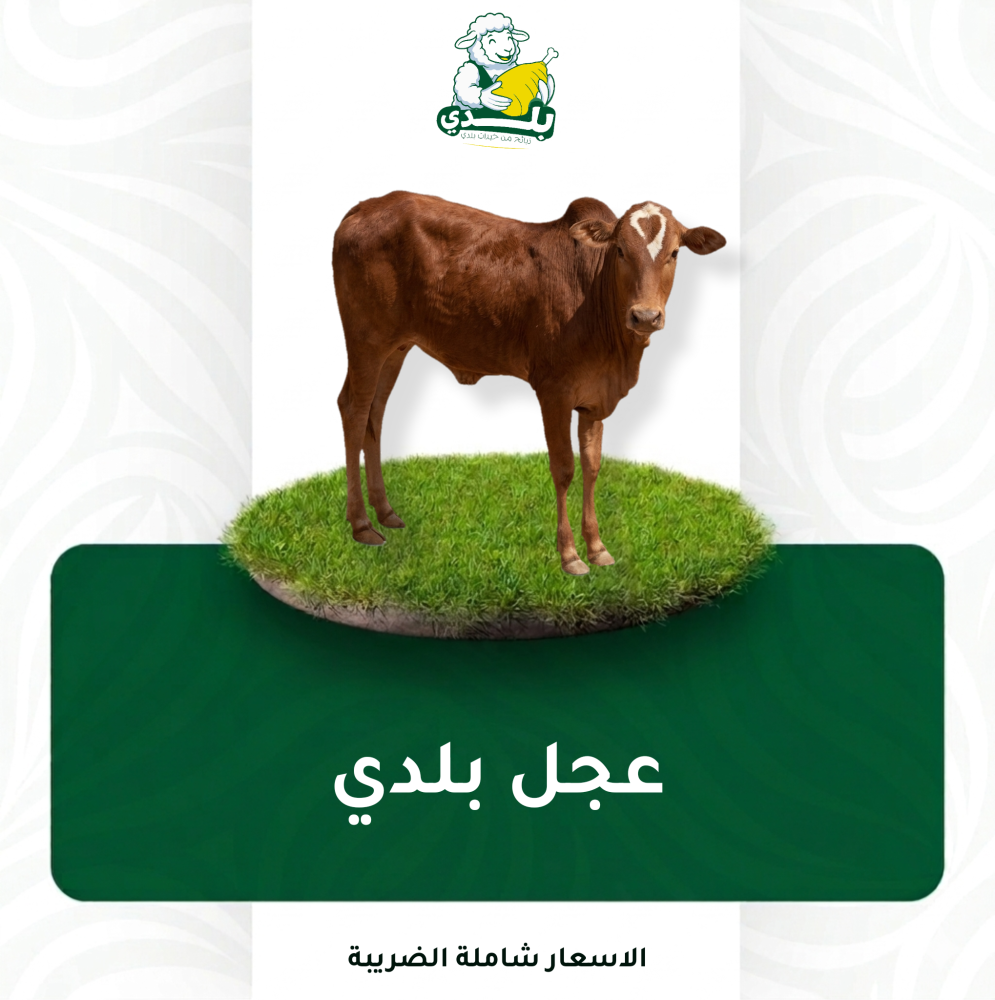 عجل بلدي جنوبي صغير