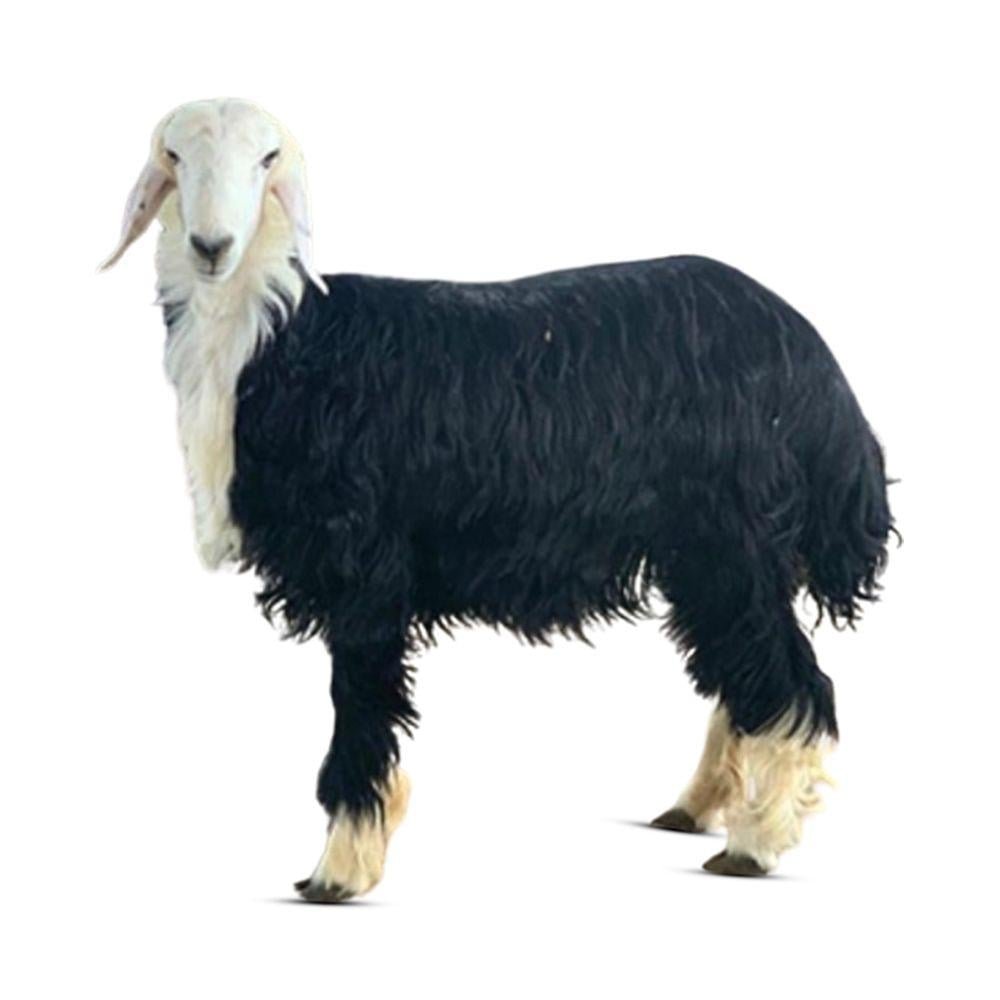 خروف نجدي