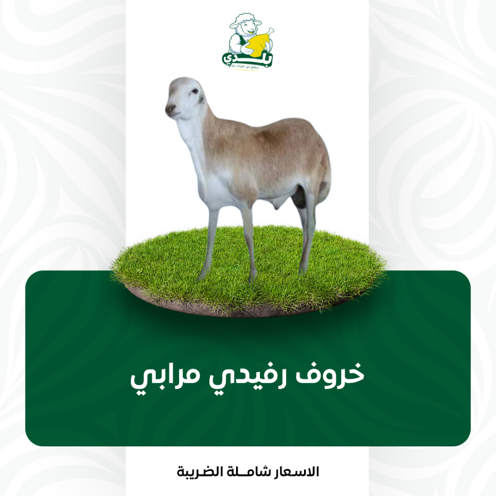 عقيقة رفيدي مرابي