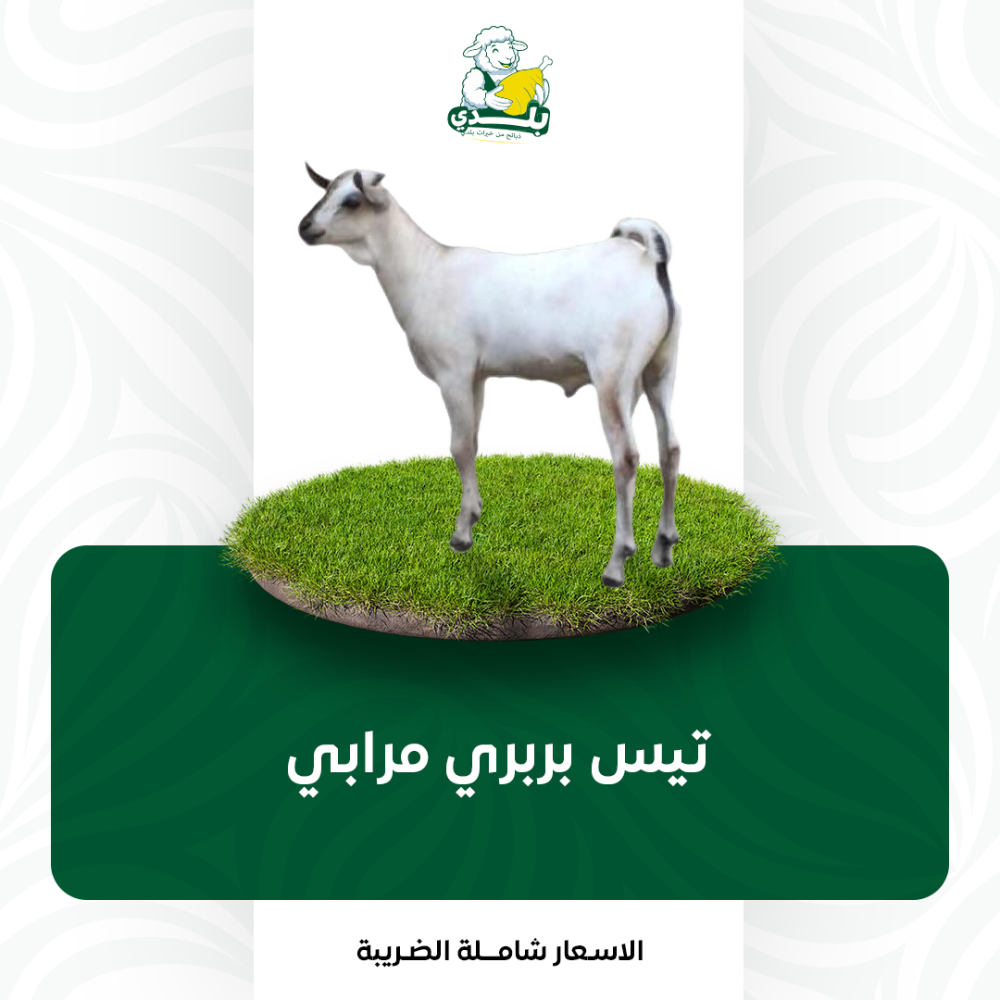 تيس بربري مرابي