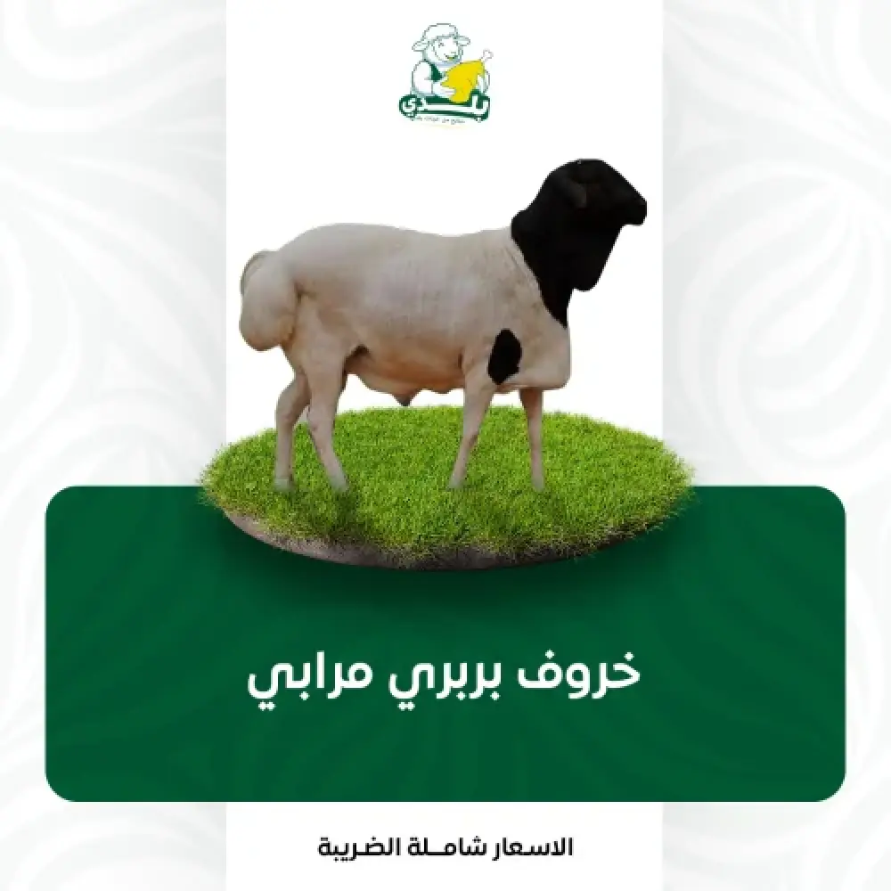 أضحية بربري مرابي