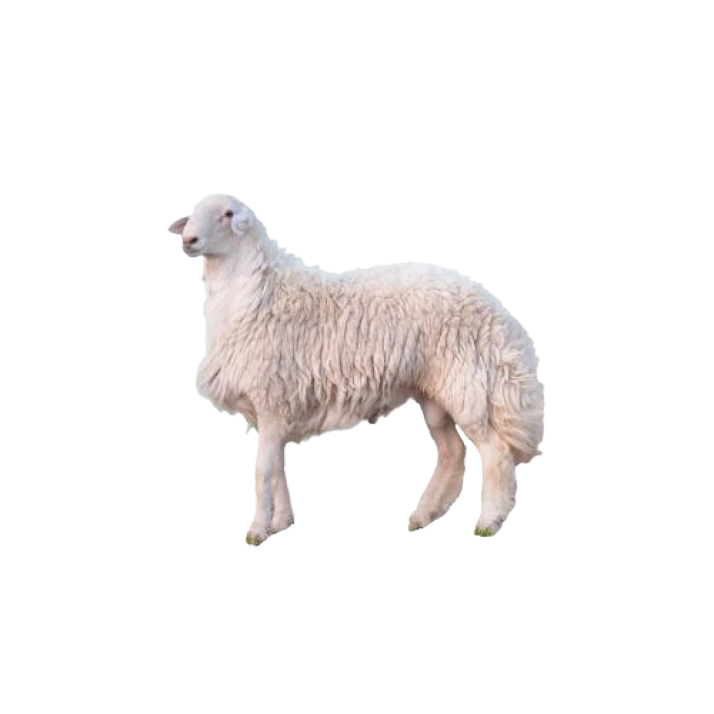 خروف حري