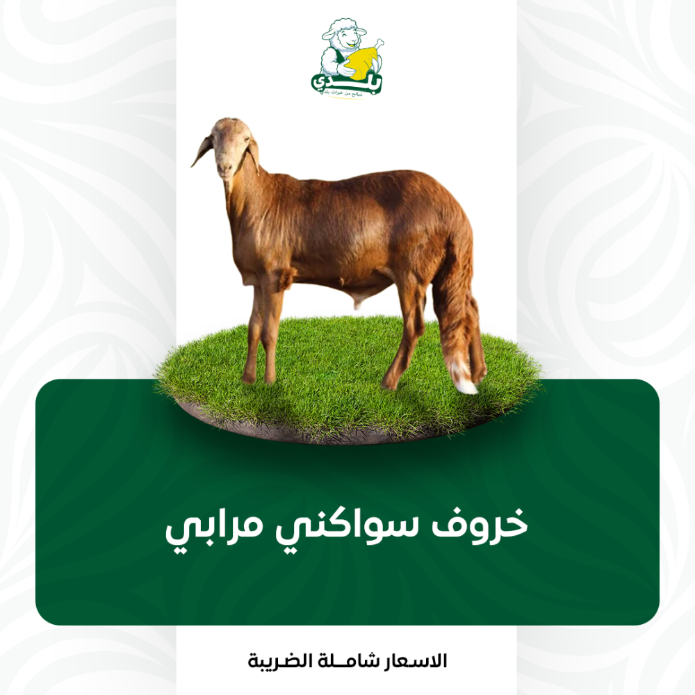 عقيقة سواكني مرابي